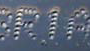 Battery Date Stamp